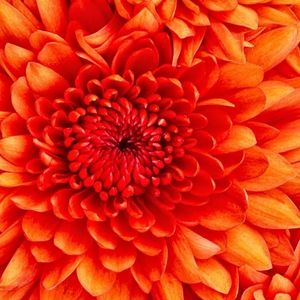 Meet your Posher, Latisha